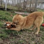 young, playful, female