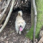 Playful, medium, female, shaggy coat