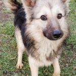 young, playful, medium size, female