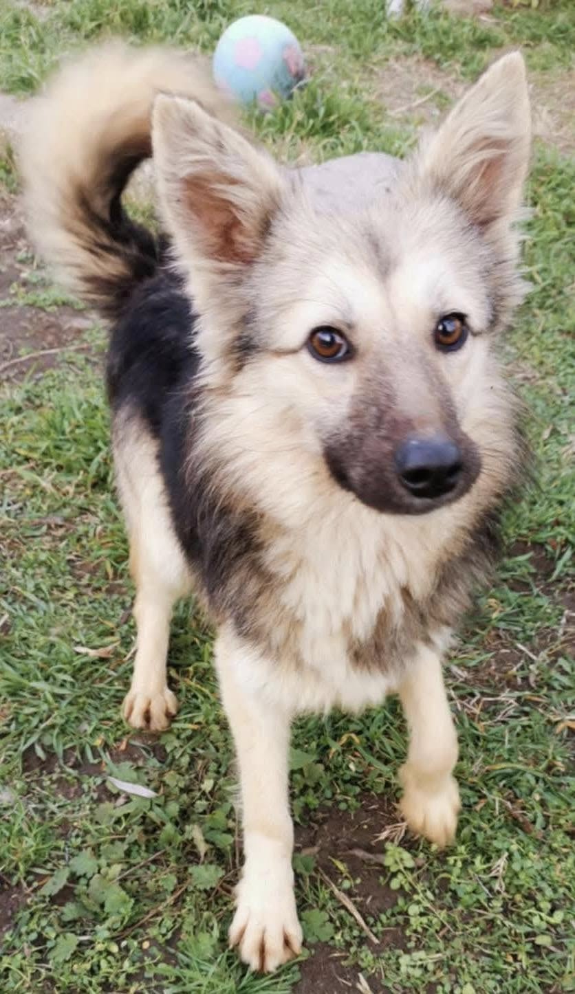 young, playful, medium size, female