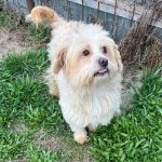 Small, male, young, friendly