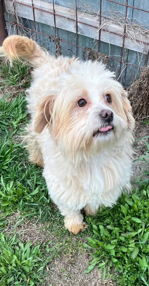 Small, male, young, friendly