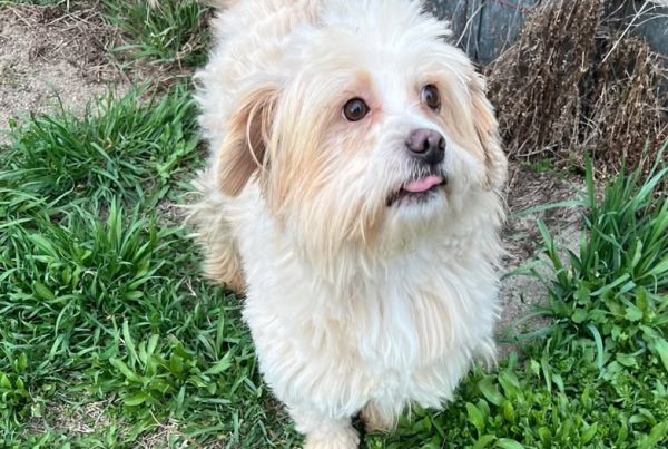 Small, male, young, friendly