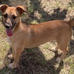 small, female, friendly, playful, energetic