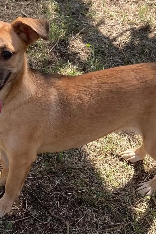 small, female, friendly, playful, energetic