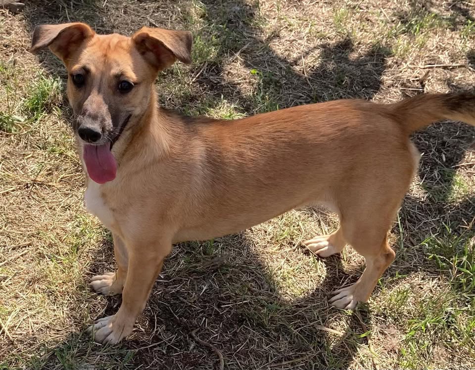 small, female, friendly, playful, energetic
