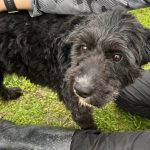 Scruffy, young, playful, male