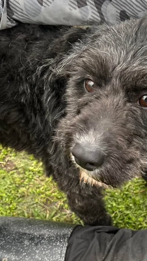 Scruffy, young, playful, male