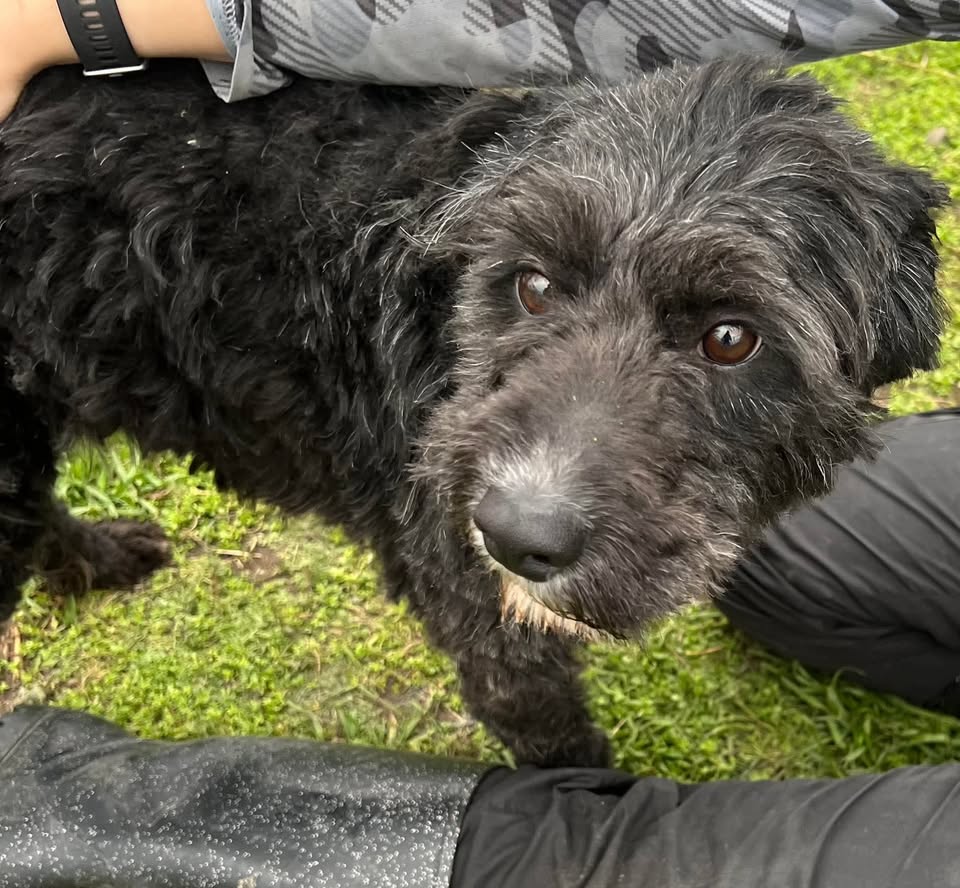 Scruffy, young, playful, male