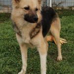 young, friendly, playful, female