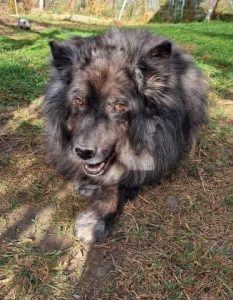 older, male, retirement