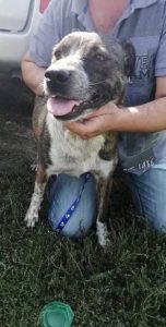 Older, male, friendly, gentle