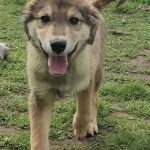 Young puppy, male, friendly, playful, confident