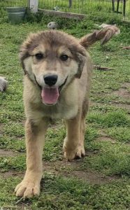 Young puppy, male, friendly, playful, confident