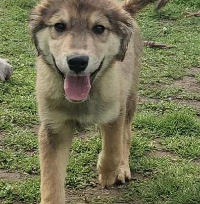 Young puppy, male, friendly, playful, confident