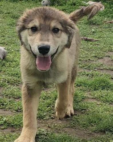 Young puppy, male, friendly, playful, confident