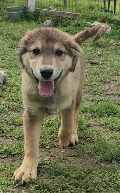 Young puppy, male, friendly, playful, confident