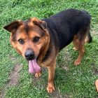 Handsome, oldie, active, friendly, cat tested