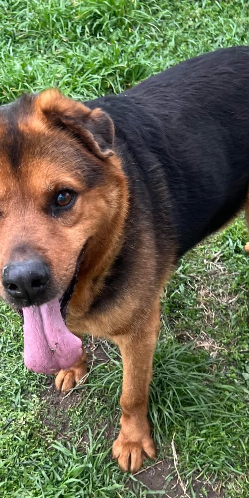Handsome, oldie, active, friendly, cat tested
