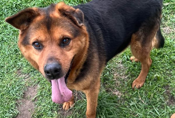 Handsome, oldie, active, friendly, cat tested