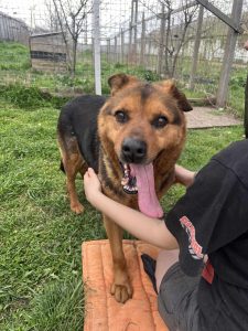 Handsome, male, friendly, older, medium