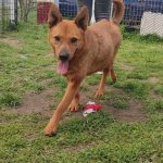 pretty, female, oldie, friendly brown dog