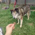 oldie, female, sweet, friendly