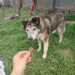 oldie, female, sweet, friendly