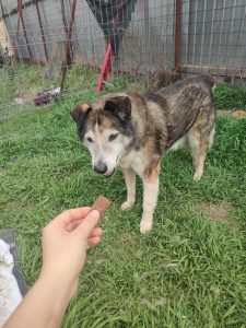 oldie, female, sweet, friendly