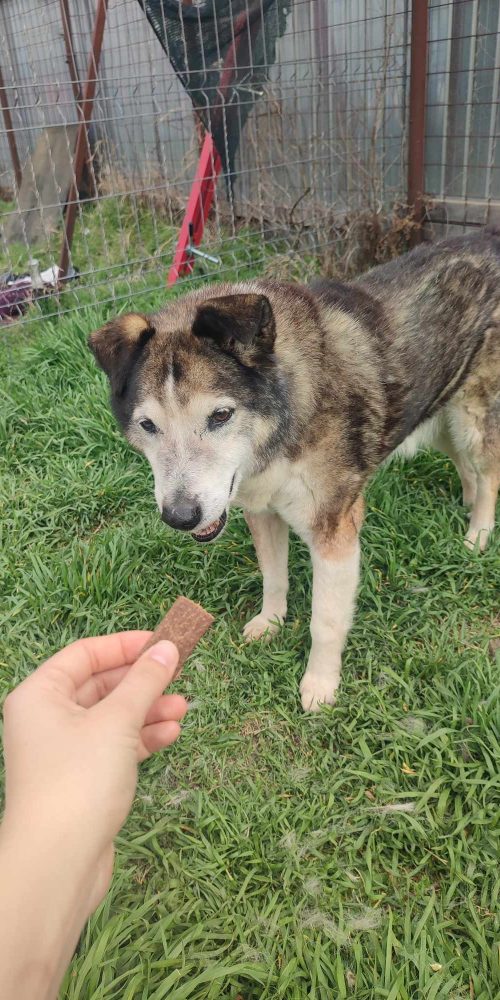 oldie, female, sweet, friendly