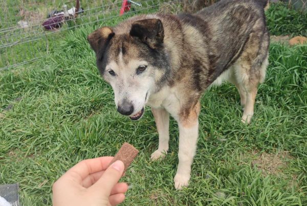 oldie, female, sweet, friendly