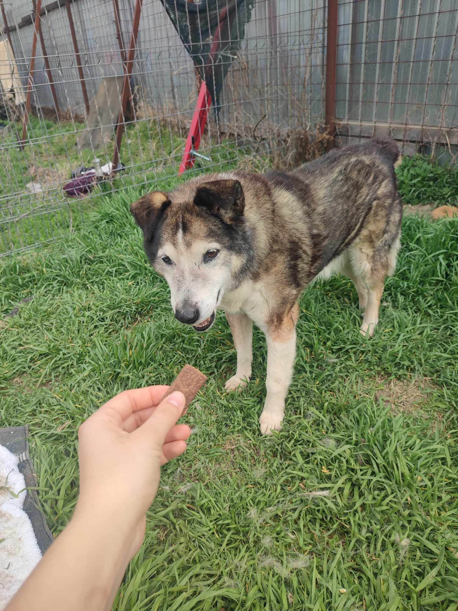 oldie, female, sweet, friendly