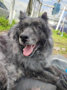 Older adult romanian stray looking for a home