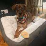 Happy, lovable, large boy Harry, playful, friendly