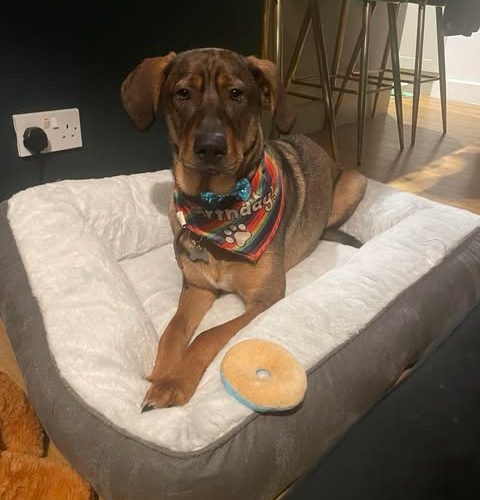 Happy, lovable, large boy Harry, playful, friendly