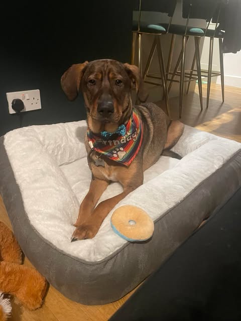 Happy, lovable, large boy Harry, playful, friendly