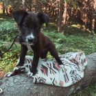 small, young, puppy, female, friendly, playful, affectionate