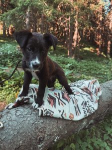 small, young, puppy, female, friendly, playful, affectionate