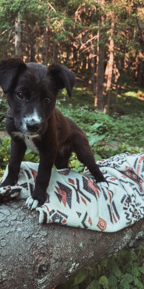 small, young, puppy, female, friendly, playful, affectionate