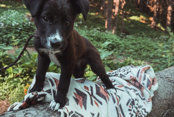 small, young, puppy, female, friendly, playful, affectionate