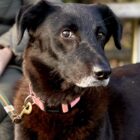 Older female, shy, sweet, companion