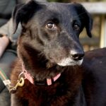 Older female, shy, sweet, companion