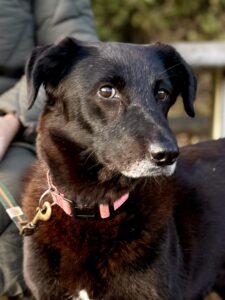 Older female, shy, sweet, companion