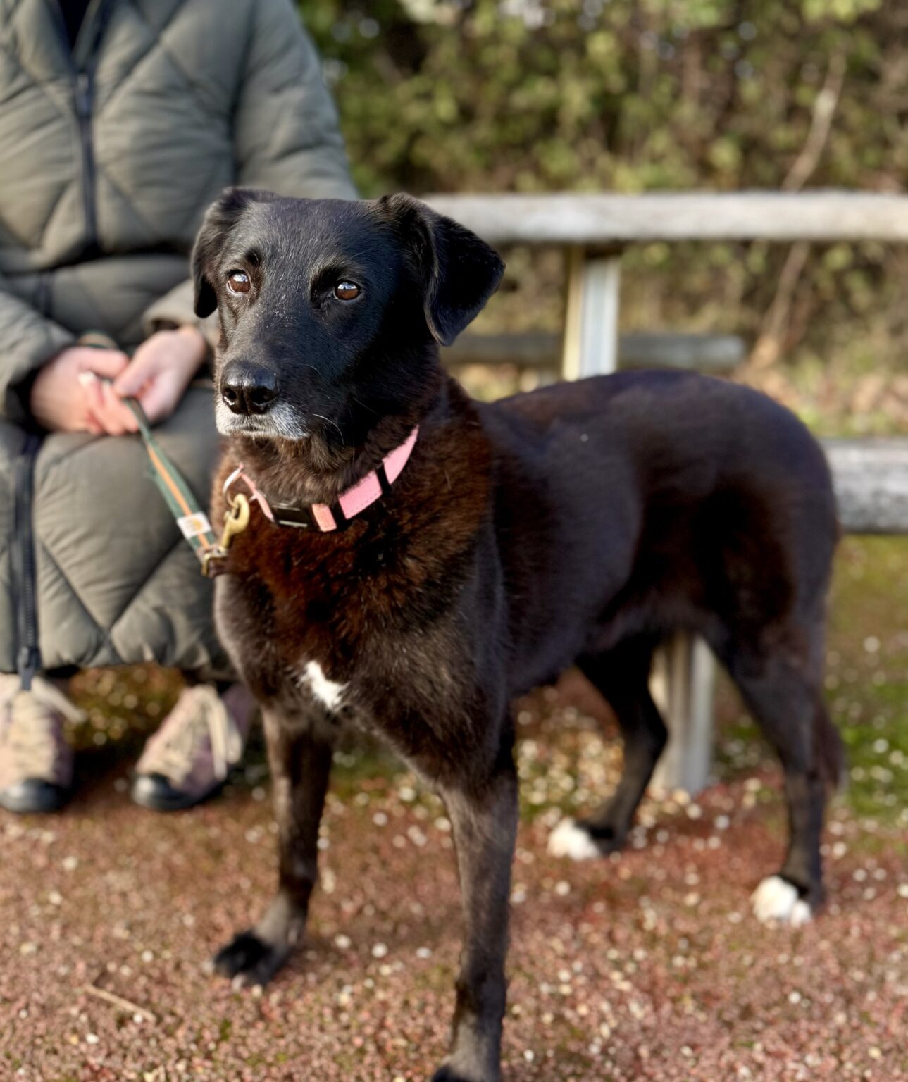 Callie – Adopted – Romanian Rescue Appeal UK RRAUK